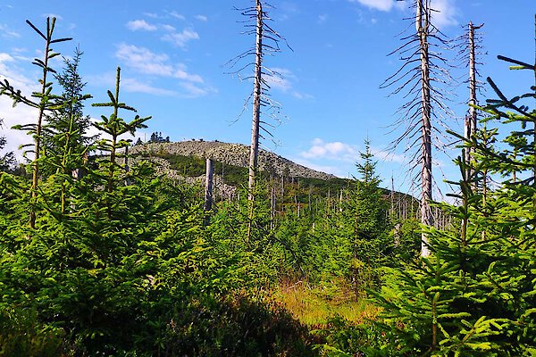 Lusen im Bayerischen Wald Lusen im Bayerischen Wald